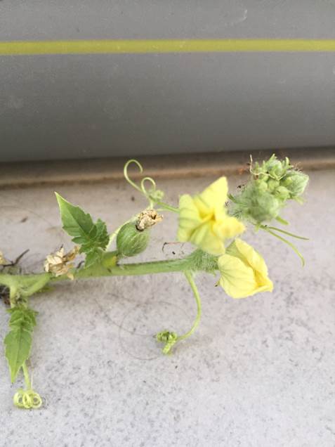 גידול אבטיח במערכת הידרופונית