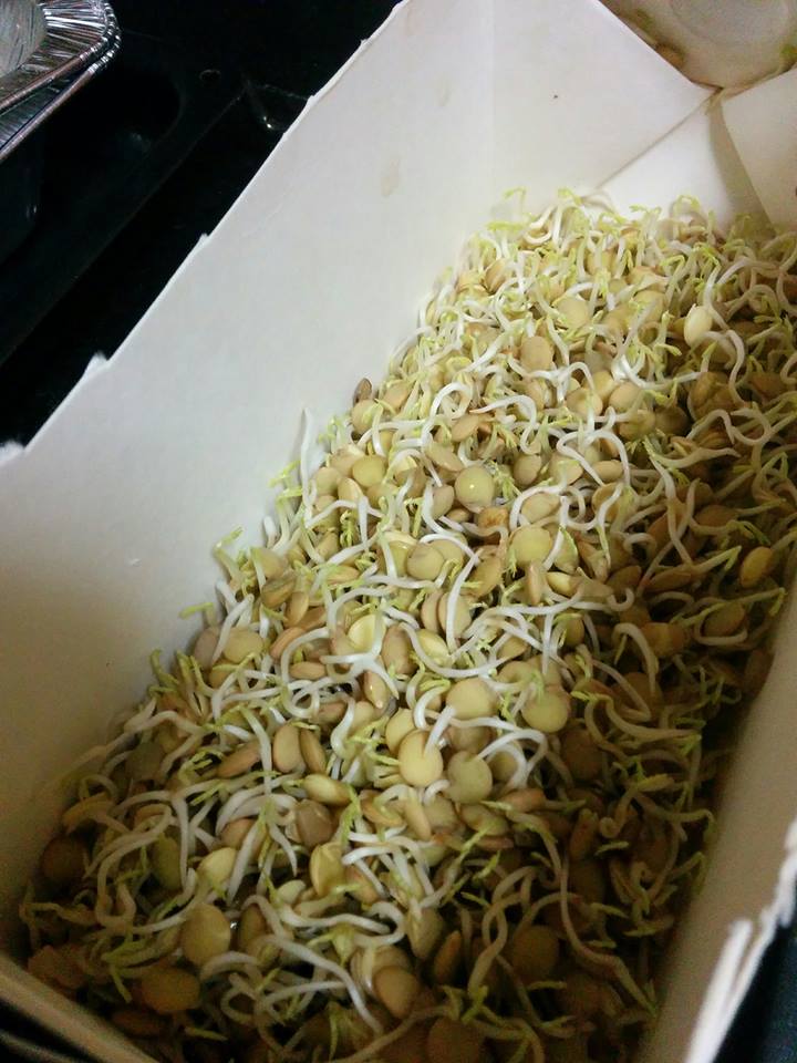 הנבטת עדשים שעועית מש קטניות