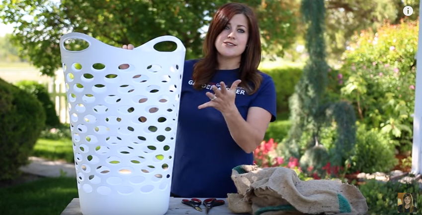 גינת תותים אנכית