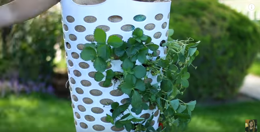 גינת תותים אנכית בסל כביסה