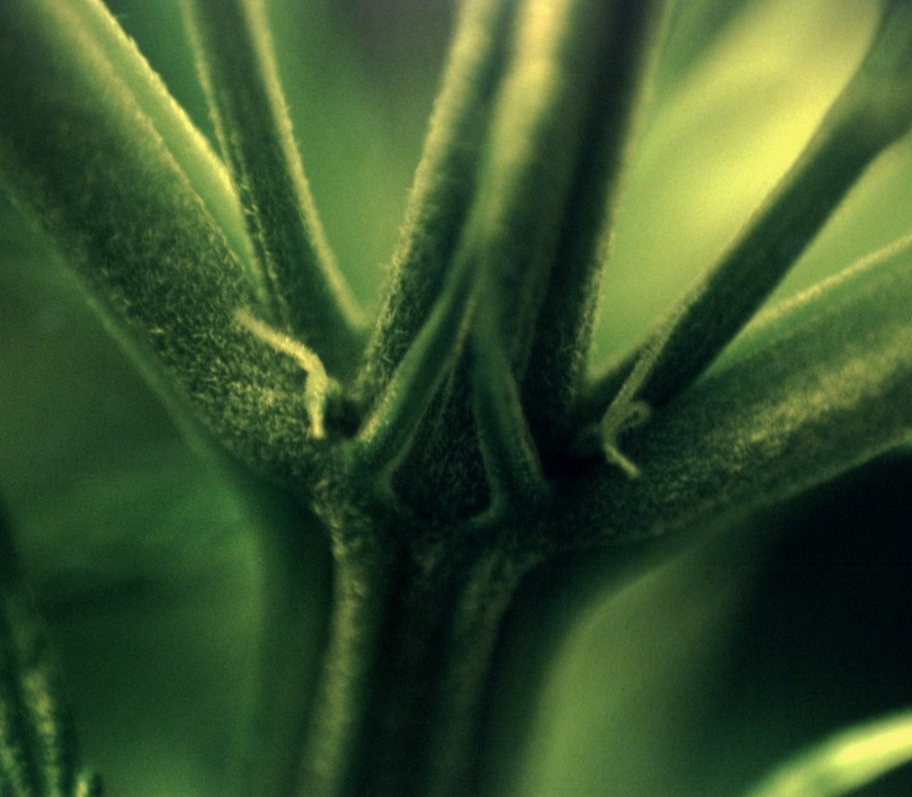 שערות נקבת קנביס בתחילת הפריחה