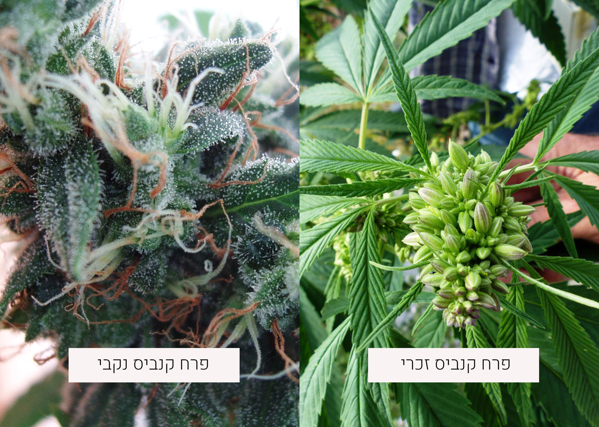 צמח הקנביס ומחזור חייו