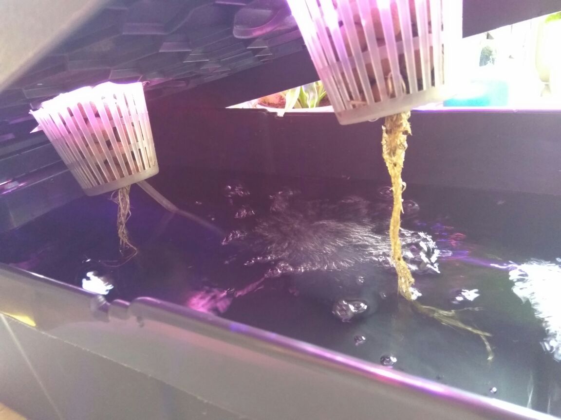 בניית מערכת הידרופונית ביתית