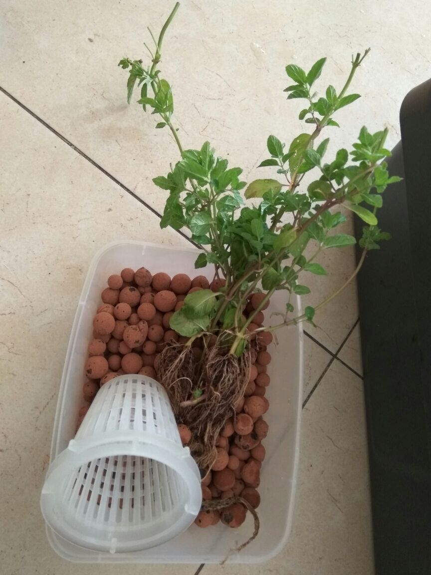 מערכת הידרו