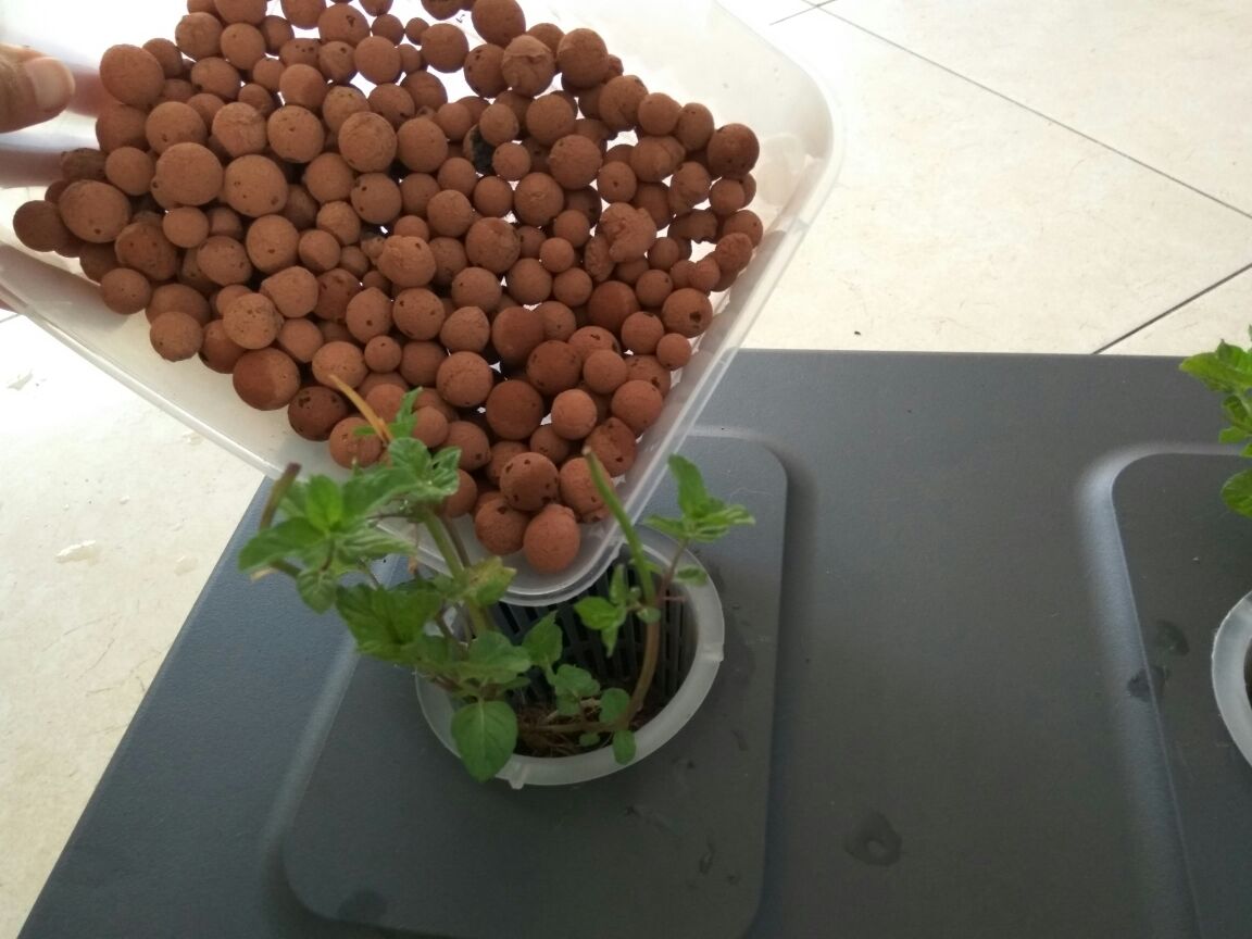 גידול הידרו