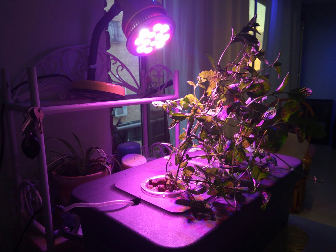 מערכת הידרופונית עשה זאת בעצמך