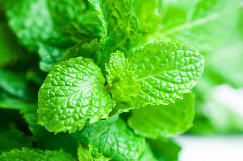 מדריך גידול נענע בבית: אספקה שוטפת של נענע טרייה ולא מרוססת שגידלת בעצמך