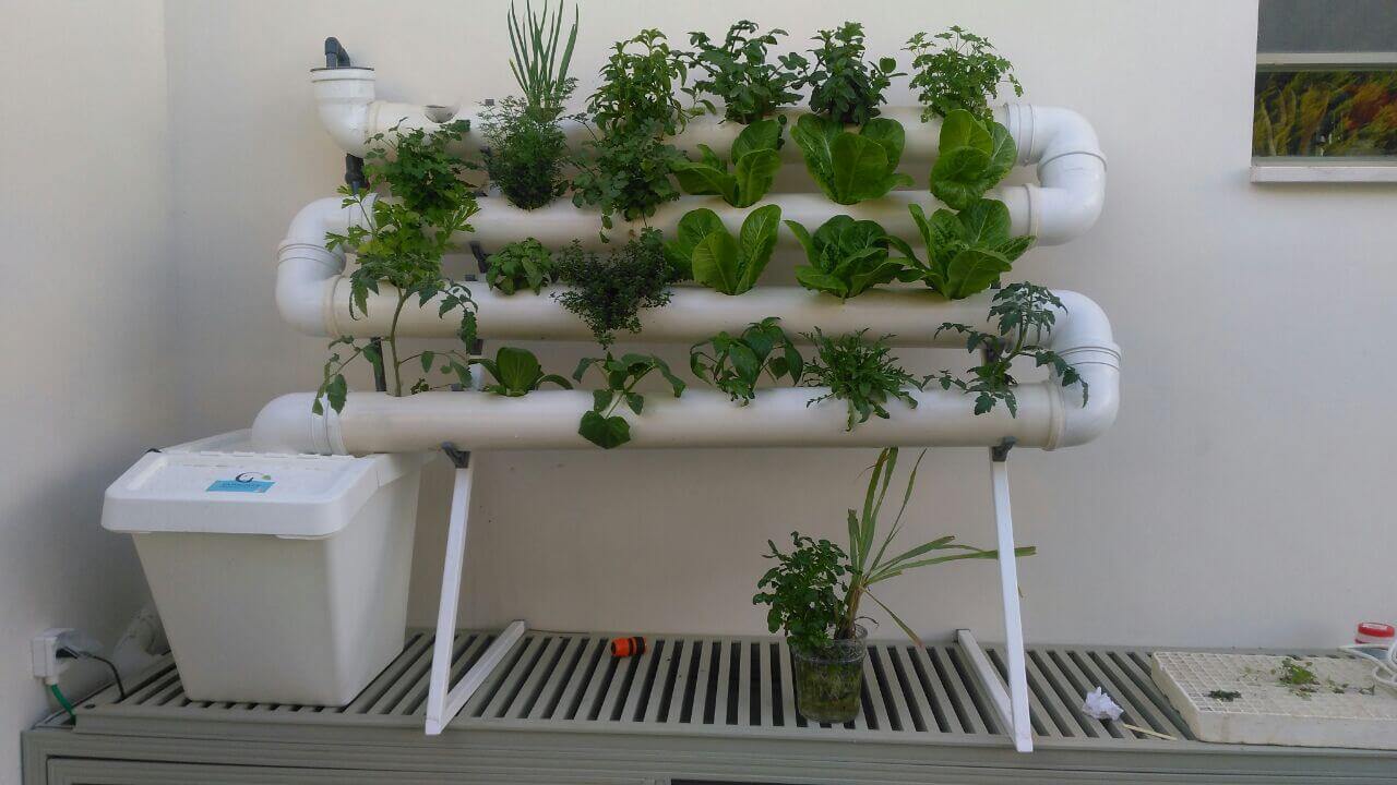 גידול הידרופוני במערכת מרום NFT