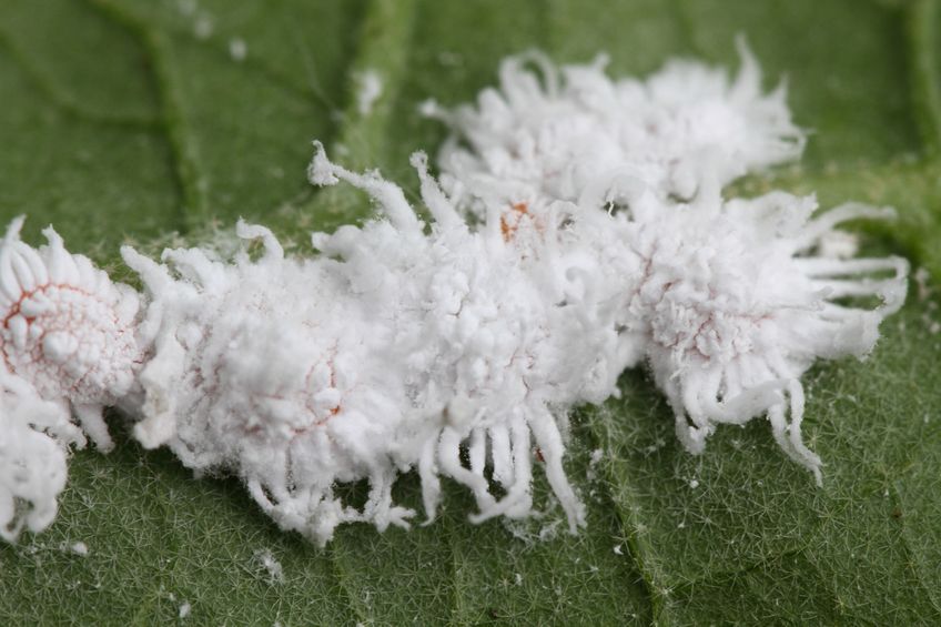 כנימה קמחית: הכר את האויב ו-8 מתכונים להדברה אורגנית ביתית ויעילה