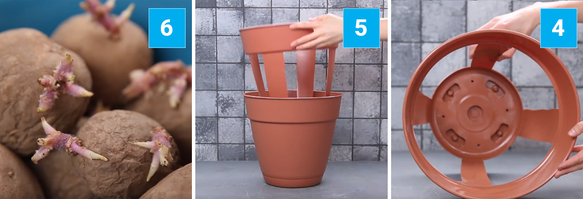 איך מגדלים תפוחי אדמה