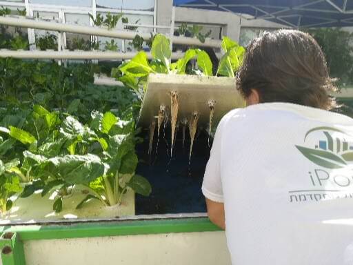 דישון הידרופוני - מוליכות חשמלית