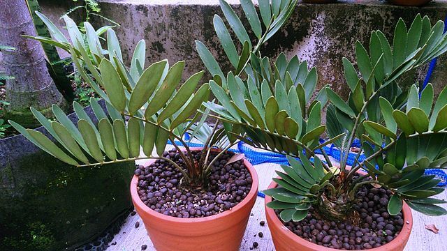 צמח הזמיה לגידול בתוך הבית