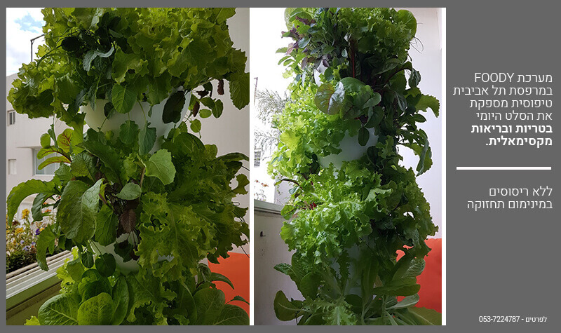 גידול הידרו בבית במערכת פודי FOODY