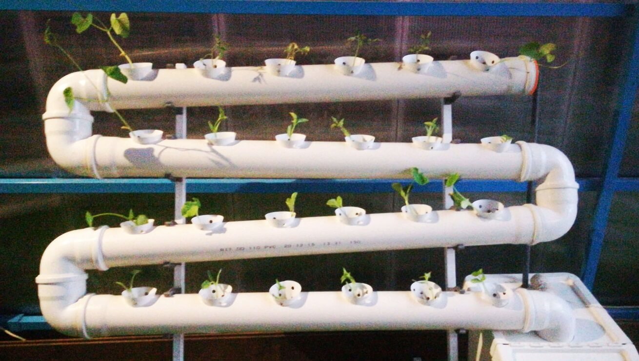 גידול ירקות בהידרופוניקה: משתילה לקטיף ב30 יום