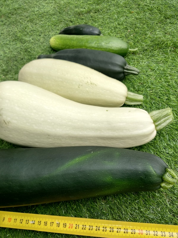 ירקות במערכת הידרופונית