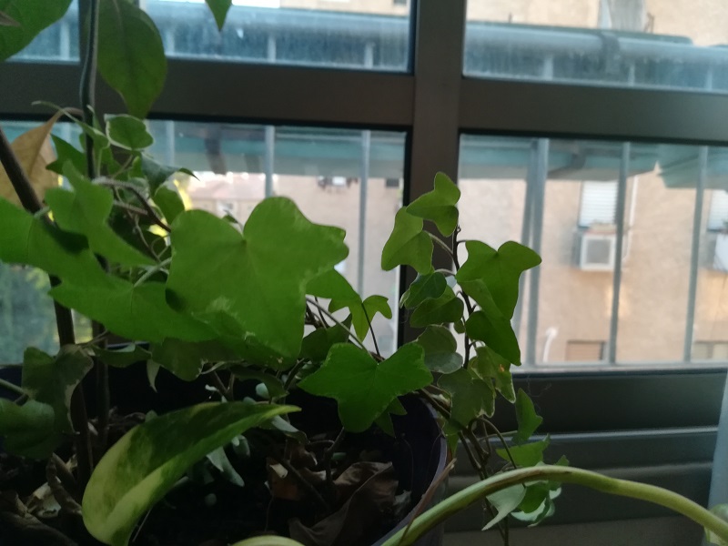 קיסוס החורש צמח בית קל לגידול