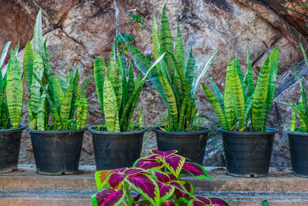 צמח בית מטהר אויר