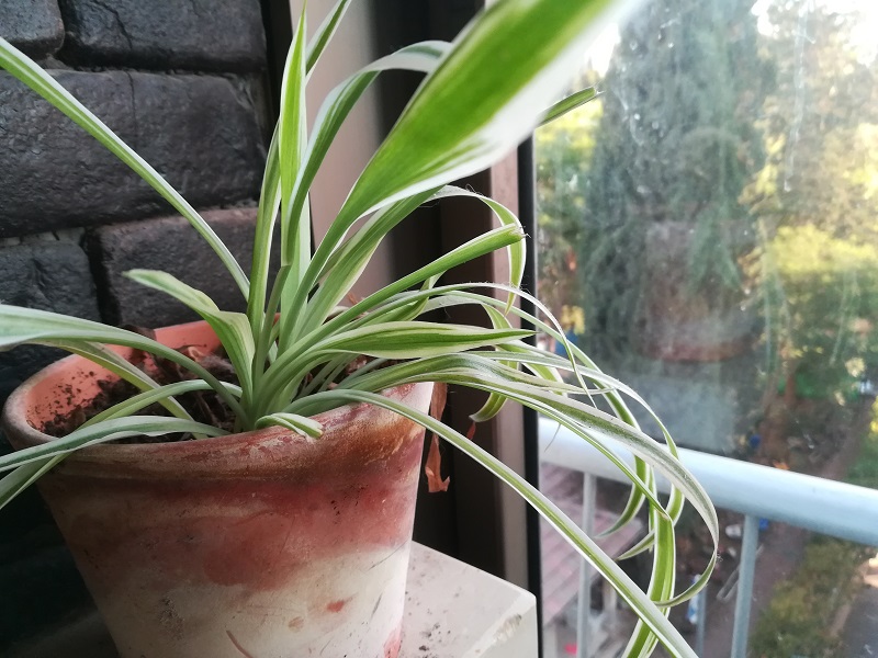 ירקה צמח העכביש