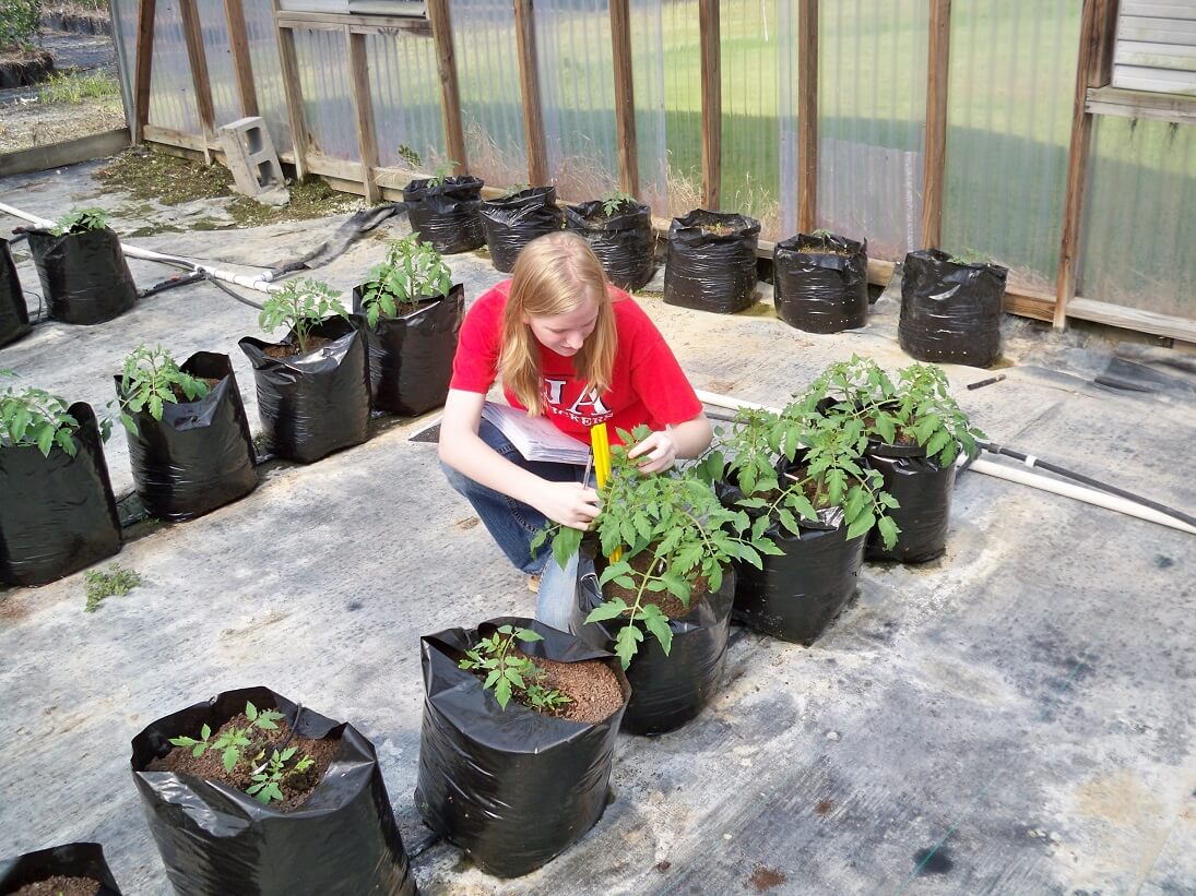 ניסוי בבית ספר: האם עדיף לגדל עגבניות בהידרופוניקה או באדמה? התוצאות חד משמעיות