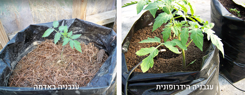 גידול הידרופוני של עגבניות לעומת גידול באדמה
