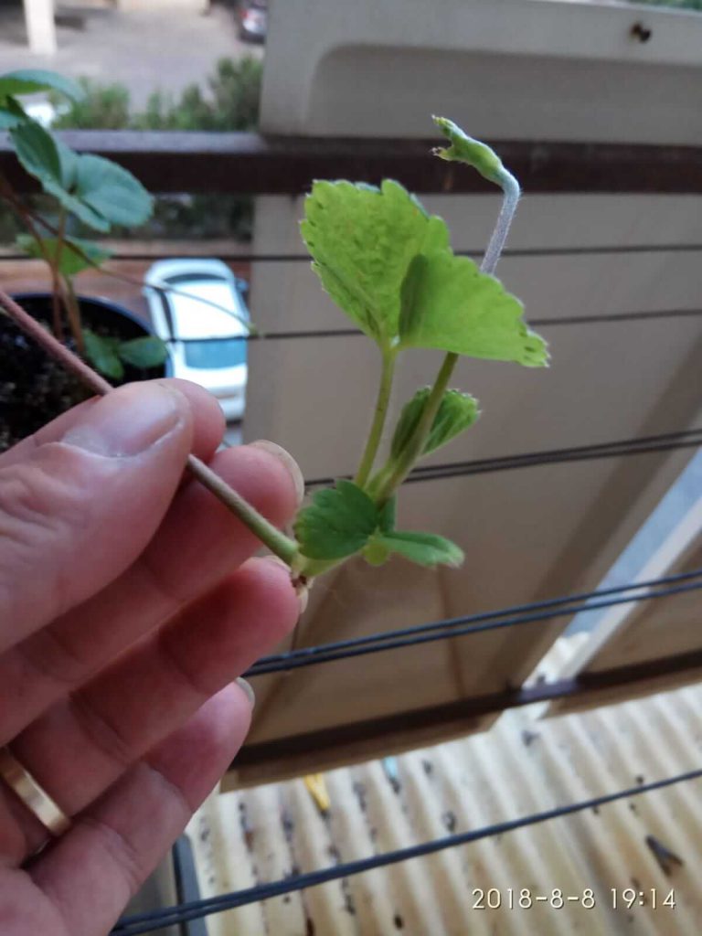 נסו בבית: איך לגדל תות שדה ולהשריש את שלוחותיו