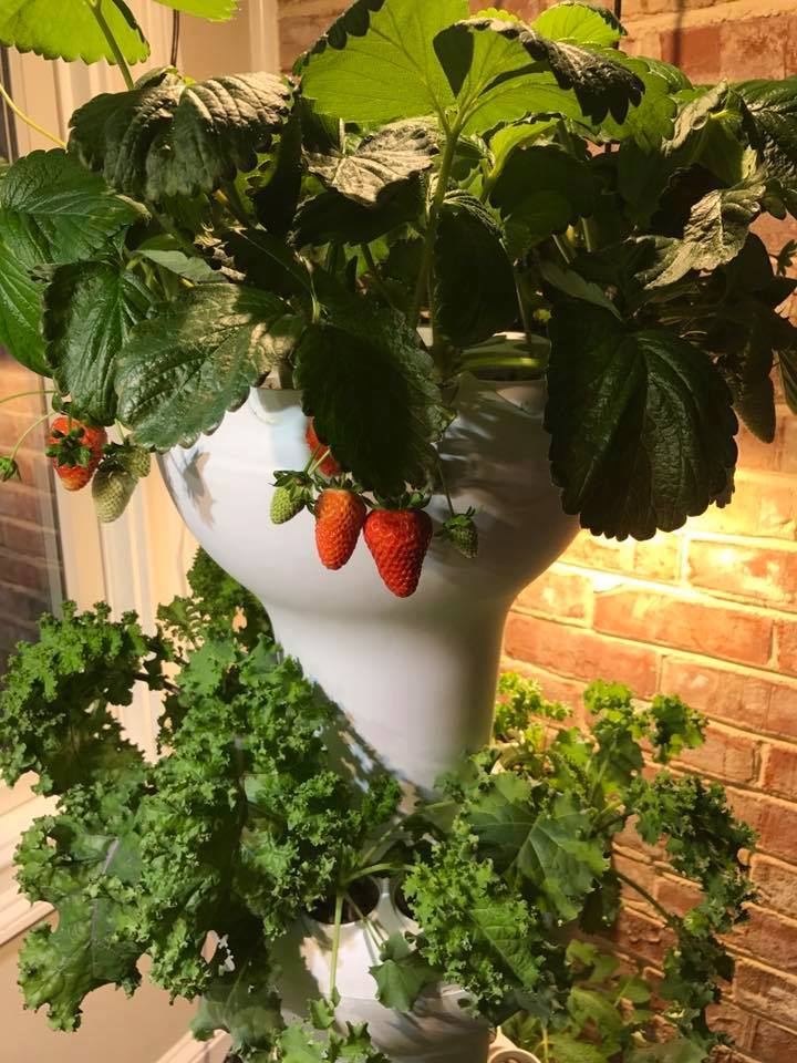 גידול תות שדה והשרשת שלוחות הידרופונית