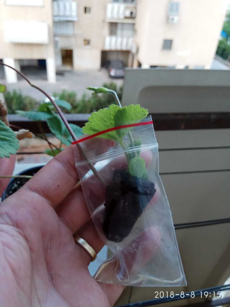 השרשת שלוחת תות שדה