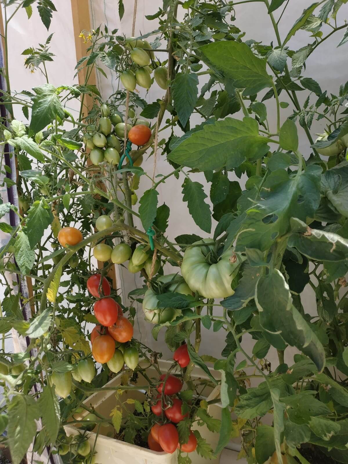 מערכת הידרופונית דליים הולנדים