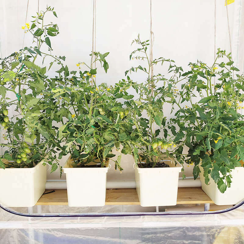 דליים הולנדים - מערכת הידרופונית