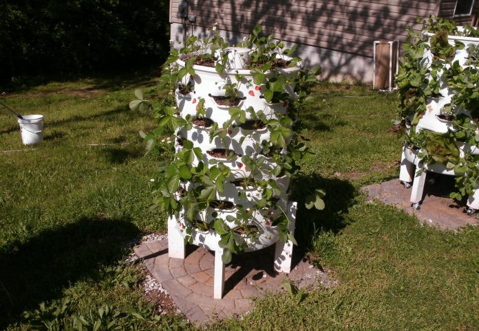 חבית לגידול ירק