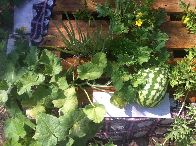 גינת ירק במשטח