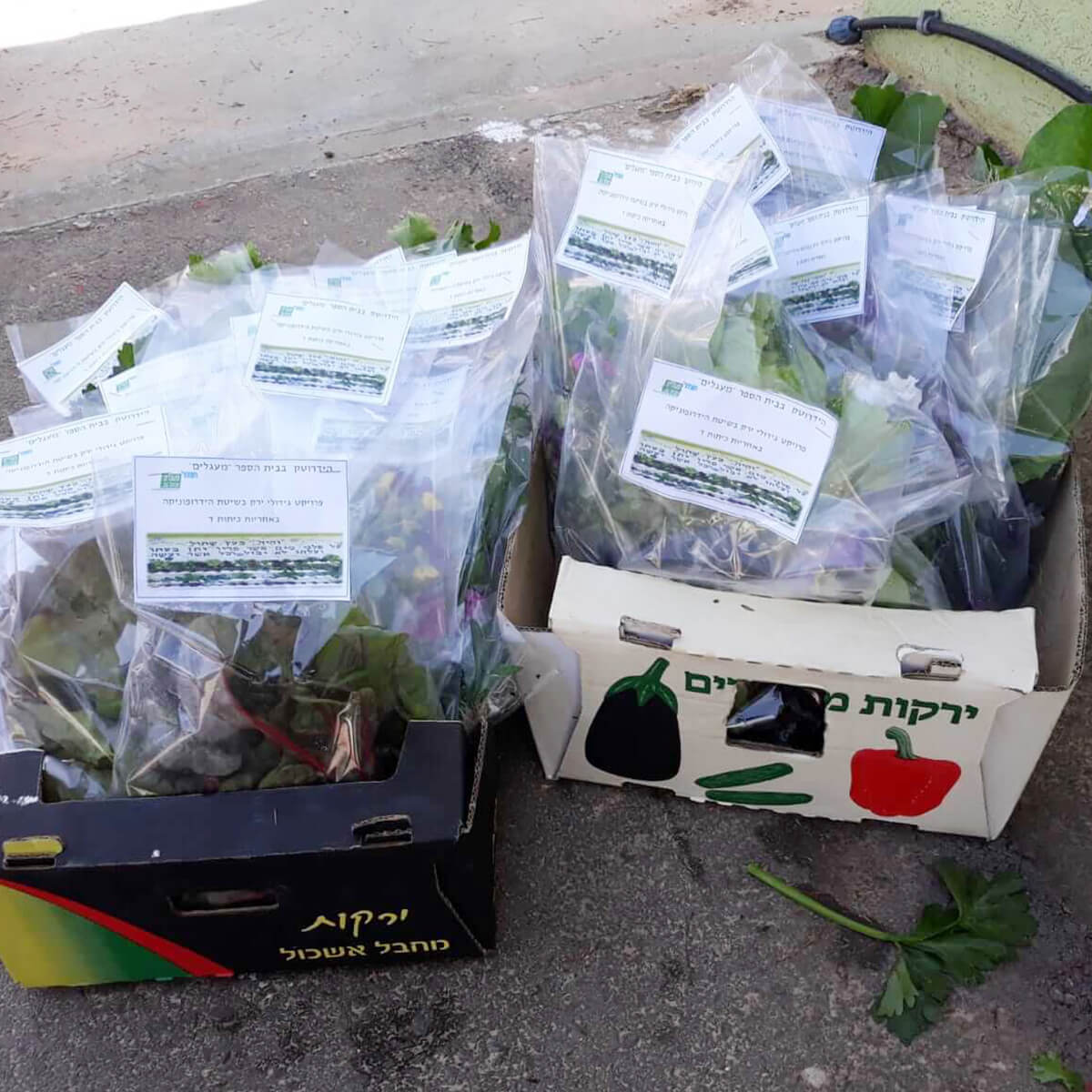 משלוחי מנות הידרופונים