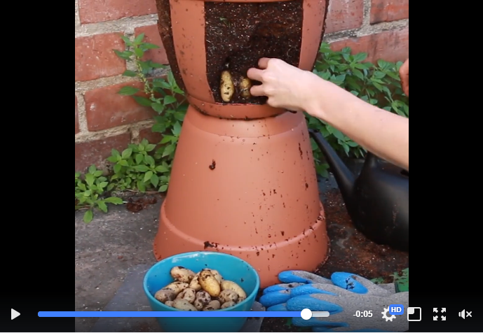 גידול תפוחי אדמה ללא גינה