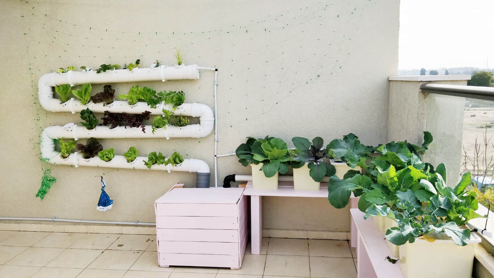 הידרופוניקה ביתית